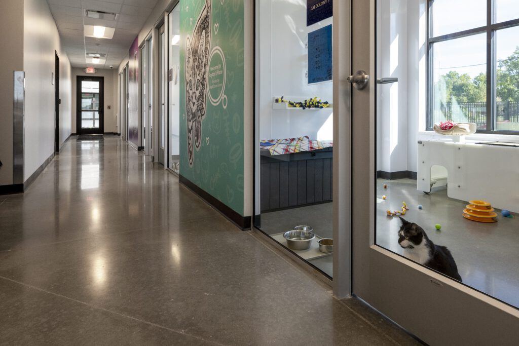 Cat Corridor